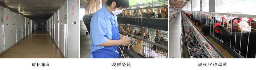 广西香蕉视频污污污农牧集团