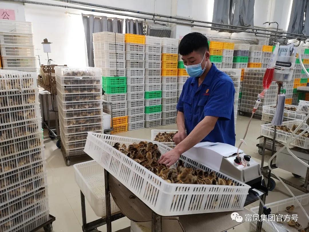 广西香蕉视频污污污农牧集团有限公司