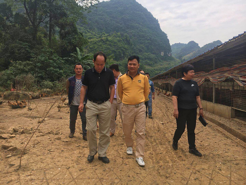 广西香蕉视频污污污农牧集团